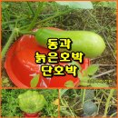 (텃밭/230721) 동과,단호박,늙은호박 재배 이미지