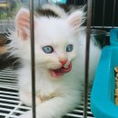 모란시장