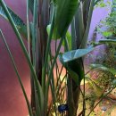 유니스의정원 이미지