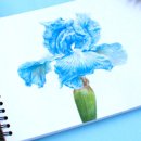 보테니컬아트(색연필그림) 이미지