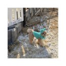 카페슈 | 파주 신상 대형 애견카페ㅣ슈베르몽 후기