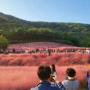 핑크뮬리 이미지