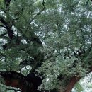 Re:녹나무에 대해서... [궁금 댓글 다신분 께...] 이미지