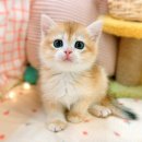 대전고양이분양 루나캣 이미지