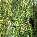 나무와새 이미지