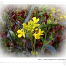 작은꽃지천 이미지