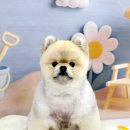 (주)스타몽 이미지