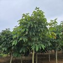 마로니에 이미지