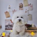 보나마나이쁘개