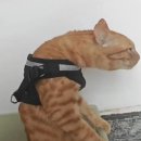 비씨엠씨 이미지