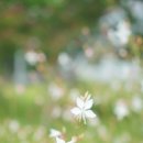 분홍바늘꽃+코스모스, 갯골생태공원에서 이미지