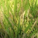 만지원농장 이미지