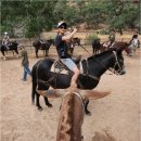 자이언(ZION) 이미지