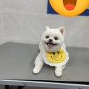 뽀숑그루밍 이미지