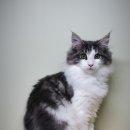 프롬시아 캐터리 이미지