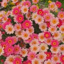 호수공원14로 이미지