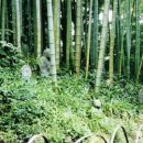 모소(MOSO) 네이버블로그