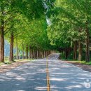 부귀 메타세쿼이아길 이미지