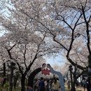 시청별관앞 꽃보라동산 | 대구 벚꽃 명소 꽃보라동산 + 경북대 벚꽃 코스｜산책·포토존 총정리