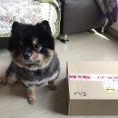 푸푸네 수제간식 | 푸푸네 수제간식 : 맛있는 간식 닭가슴살 육포 후기