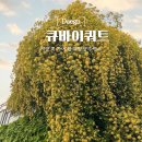 중남부 수도사업소 | 대구 건들바위역 카페 큐바이쿼트 목향장미 실시간 개화 주차 포토존