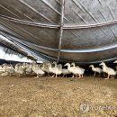 유포농장 이미지