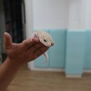 ♥주니어동물교실-청금강앵무&레오파드게코도마뱀♥ 이미지