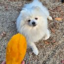 위드독스 | '위드독스in 포천' 오프리쉬 애견 전용 오토 캠핑장 (차박, 카라반 가능)