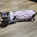 24시도안동물메디컬센터 이미지