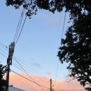 하귤소담 이미지