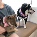 해솔동물병원 이미지