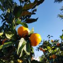 삼일산장 이미지