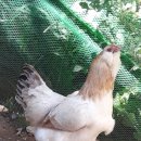 현성농장 이미지