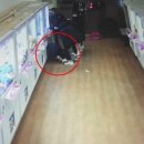 인형속으로 이미지