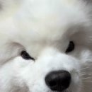 비와서 산책 오래 못한다고 화난 사모예드 이미지