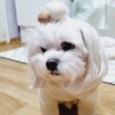 도그맘애견 네이버블로그