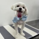 사개절 펫살롱 이미지