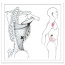 Latissimus Dorsi (광배근) 이미지