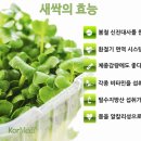 새싹나라 이미지