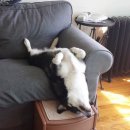 착한강아지 이미지