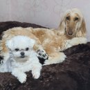 허스키 사랑 | 허스키 달래 임시보호에서 입양까지