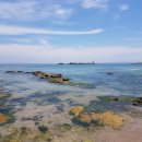 도니조아 이미지