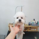 또오개 이미지