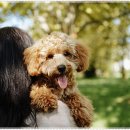 펫퍼스트 24시 강아지분양 고양이분양 파주운정점 이미지