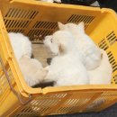 보성장모텔 네이버블로그