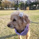 한국산업안전심리상담협회 | [공지] 펫로스 최면 심리상담 | 아이를 떠나보낸 뒤, 홀로 견디고 있다면