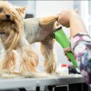 애견미용 이미지