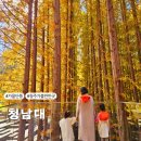 시설사업소 반디휴양 수영장 | 충북 청주 청남대 가을 국화축제 단풍 가볼 만한 곳 코스