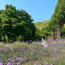 라벤더민박 이미지