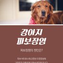 파파보니